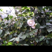 Camellia japonica cv Maria Morren (fam. Theacees) (2)